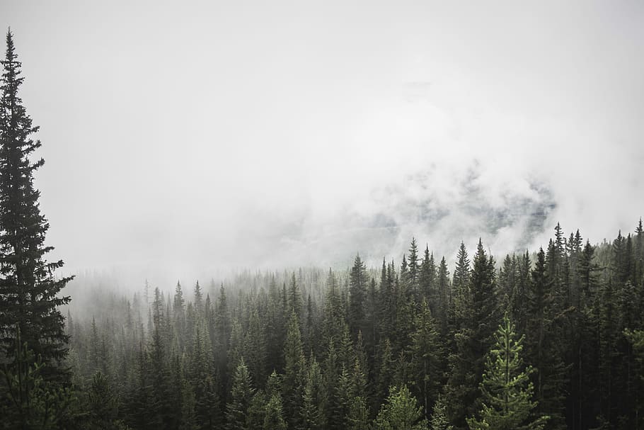 aerial view of green trees, aerial photography of pine trees under fog