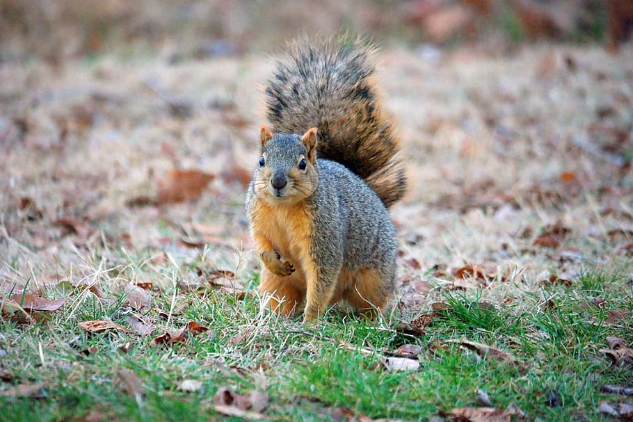 squirrel on green grass during daytime, outdoor, leaves, ground-squirrel, HD wallpaper