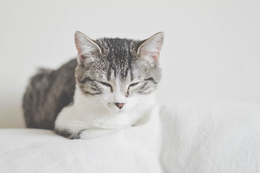 silver tabby cat lying on white surface, animal, curiosity, cute