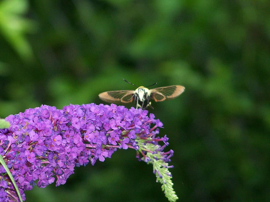 hummingbird, moth, insect, wings, nectar, pollen, feeding, bug HD wallpaper