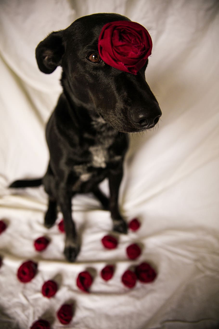 Hd Wallpaper Short Coated Black Dog Standing Still With Red Rose