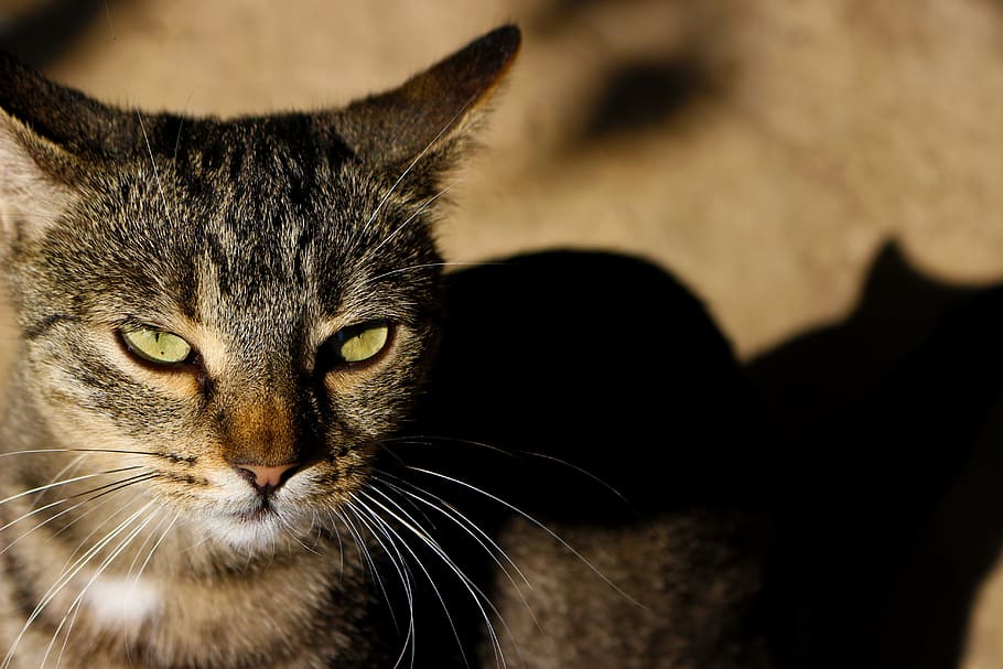 cat, about, eye, pet, careful, green eyes, animal, animal themes HD wallpaper
