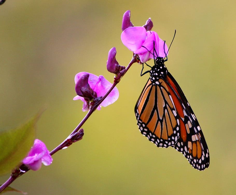 brown and black butterfly perched on purple flower, monarch butterfly, HD wallpaper