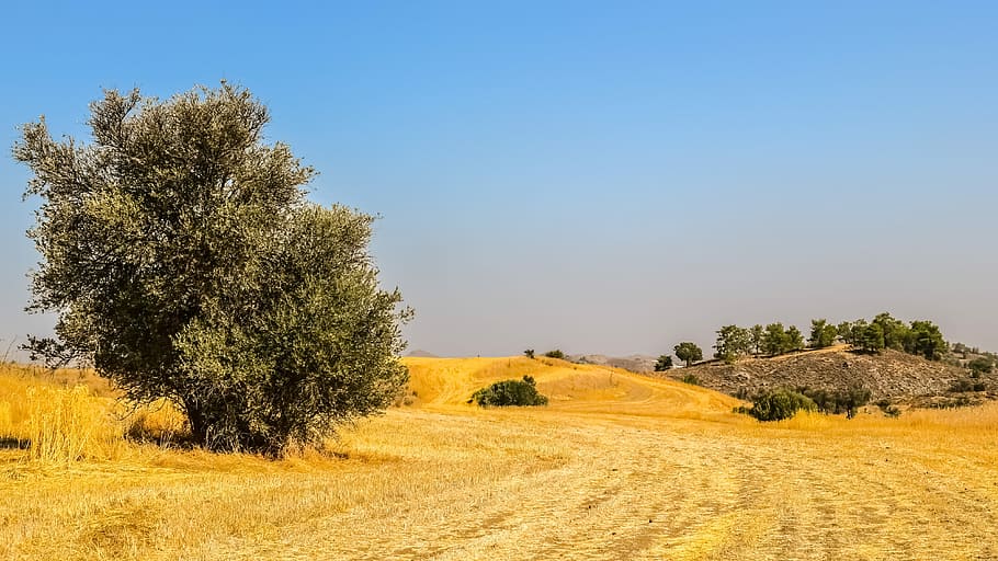 Trees, Meadow, Landscape, Nature, Rural, countryside, summer HD wallpaper