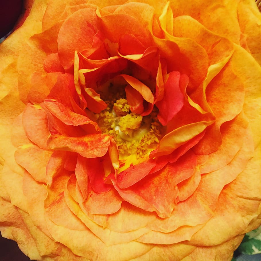 rose, close, orange, bright, flower, petal, flowering plant HD wallpaper