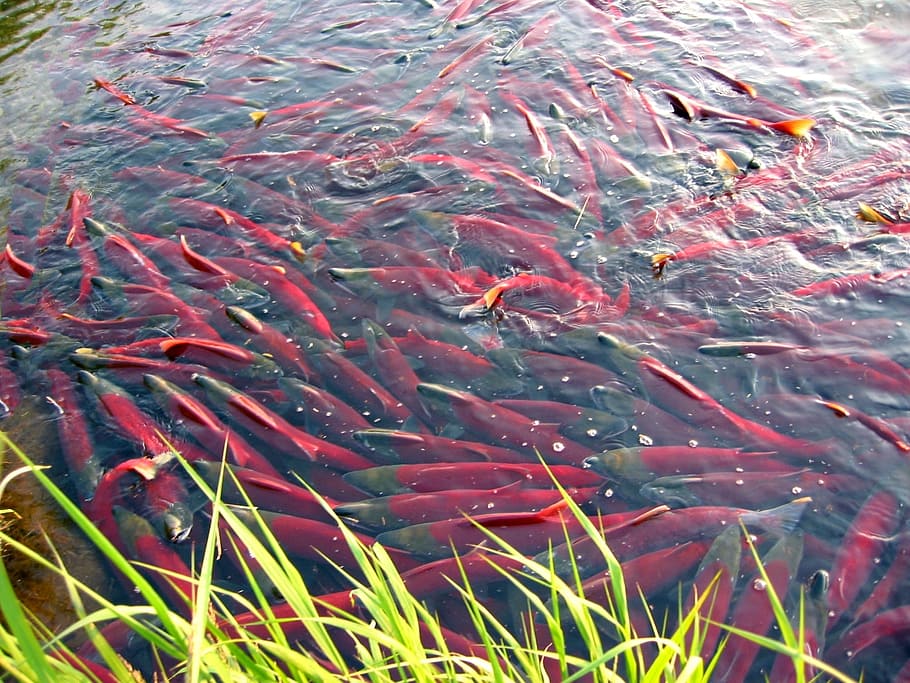 fish, salmon, chum, spawning, a flock of, yama, backwater, beach HD wallpaper