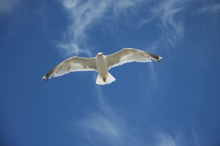 white seagull at the sky during daytime, blue, fly, wing, bird HD wallpaper