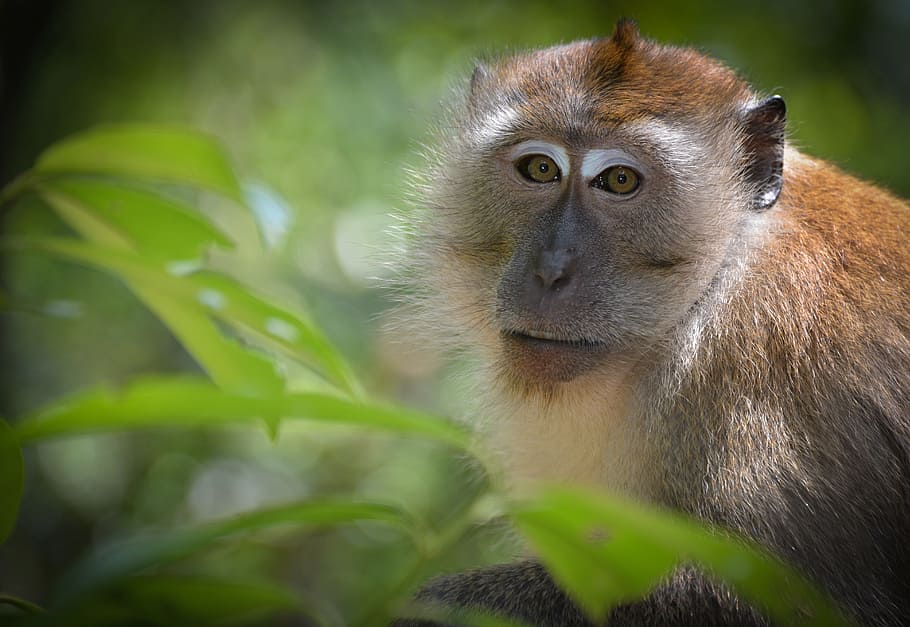 monkey, wild life, expensive, animal themes, primate, animal wildlife HD wallpaper