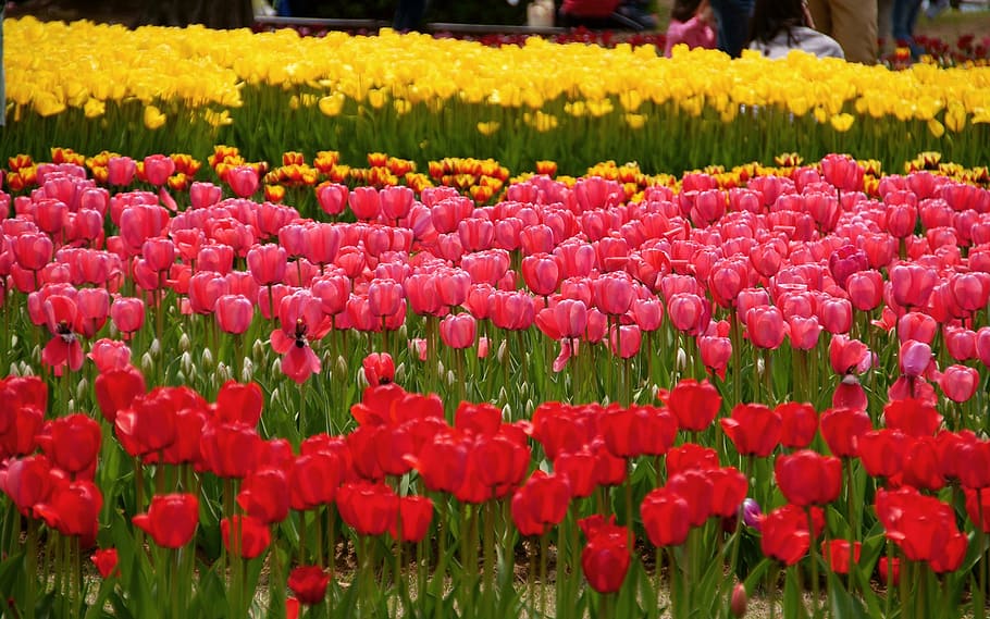 klitschko, whether or not, tulip, nature, flower, springtime HD wallpaper