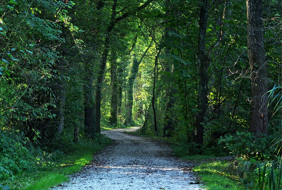 gray concrete road beside of green trees, away, forest path HD wallpaper