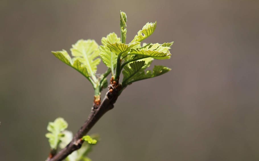 leaf, flora, nature, growth, outdoors, plant, close-up, plant part HD wallpaper