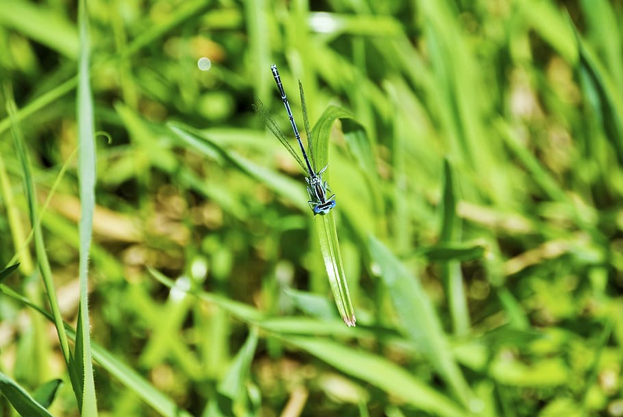 dragonfly, green, creature, insect, symmetry, wand dragonfly HD wallpaper