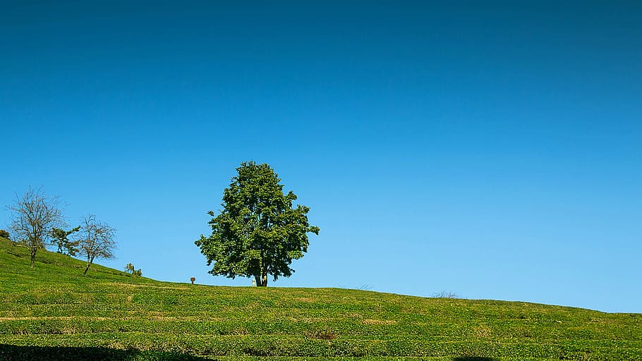 alone, alone tree, landscape, greenery, travel, traveler, nature HD wallpaper
