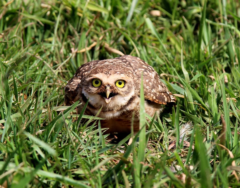 owl, burrowing owl, mad, looking, nest, bird of prey, animal themes HD wallpaper