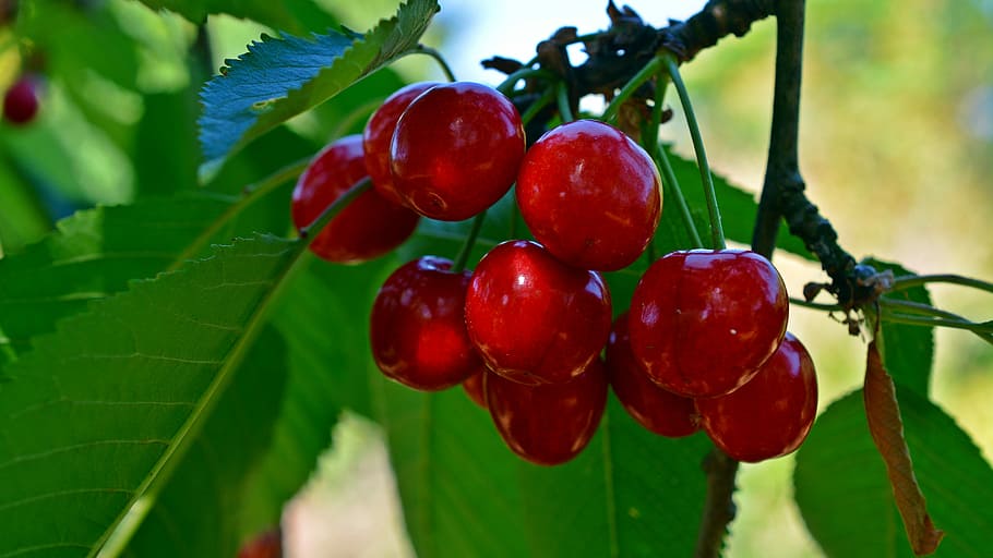 cherries, fruit, sweet cherries, garden, summer, fruits, healthy, HD wallpaper