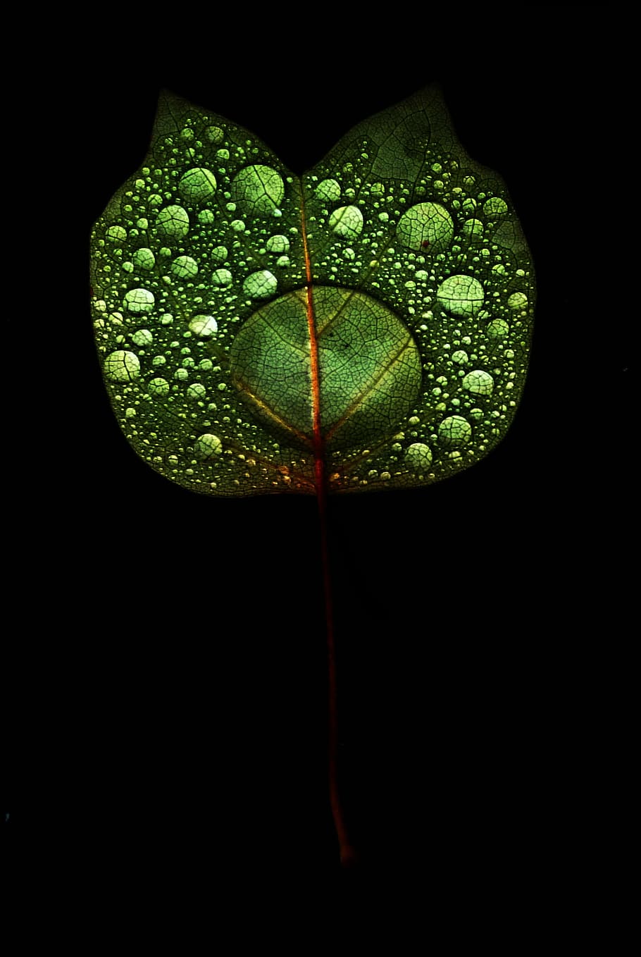 macro photography of dews on leaf, sheet, contrast, drops, black HD wallpaper