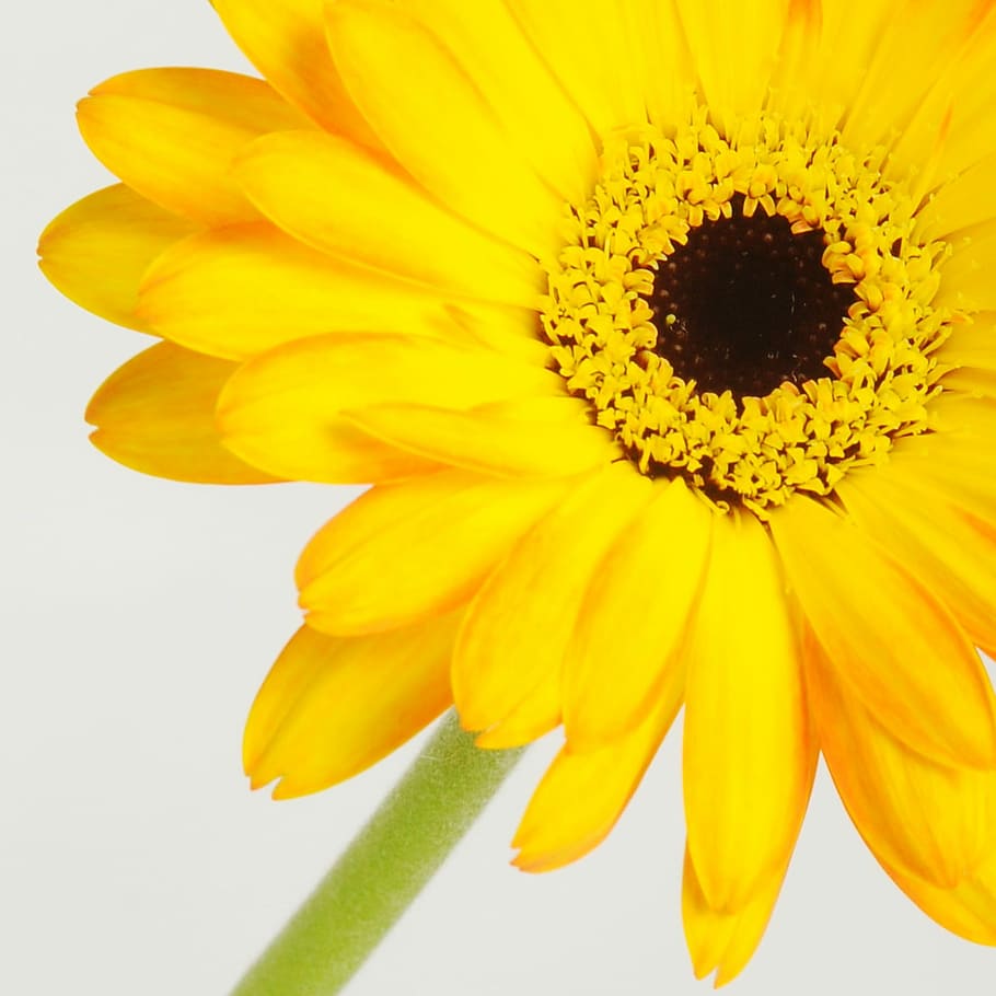 Gerbera, Flower, Spring, germini, blossom, bloom, affection HD wallpaper