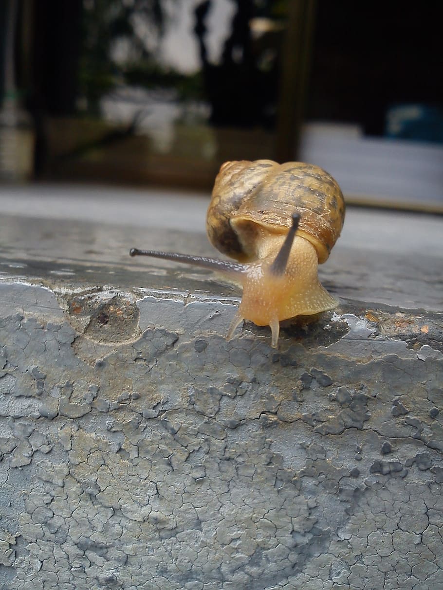 nature, slow, shellfish, exoskeleton, close-up, no people, food HD wallpaper