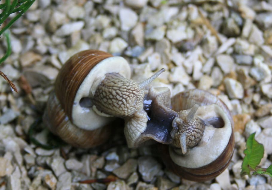 snails, lovers, move, nature, garden, mollusk, gastropod, animal wildlife HD wallpaper