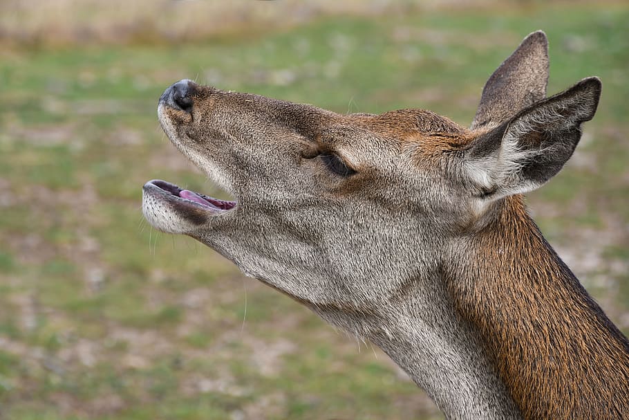 biche, bramer, head, profile, animal, animal themes, one animal HD wallpaper