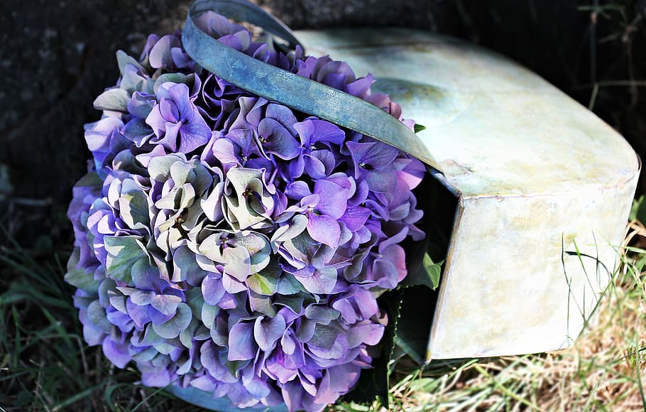 photo of purple petaled flowers, hydrangea, blossom, bloom HD wallpaper