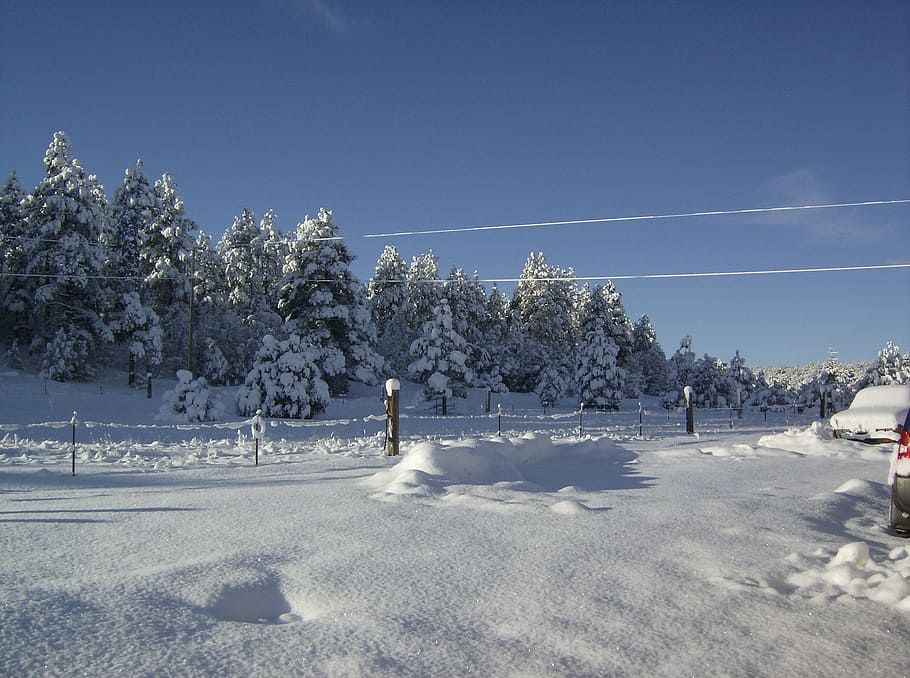Snow, Cold, Winter, Landscape, Nature, white, tree, cold - Temperature HD wallpaper