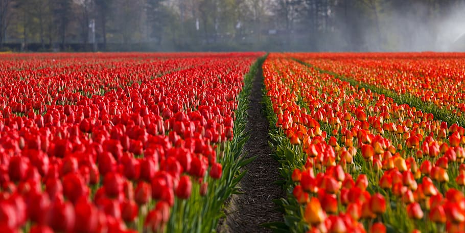 photography of red and orange tulip flowers at daytime, tulips