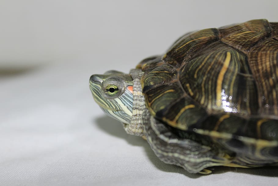 turtle, looking, natural, environment, water, kid, happy, amphibian HD wallpaper