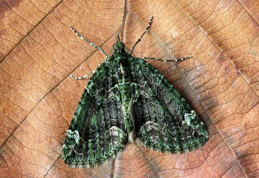 macro photography of green and gray moth, insect, close, wing HD wallpaper