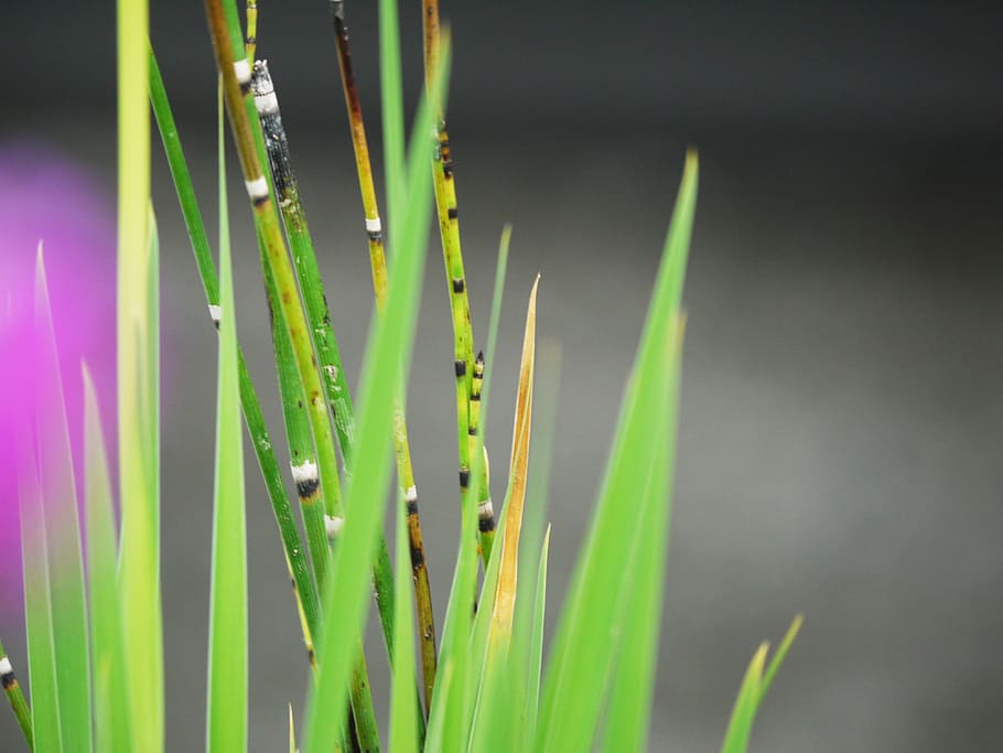 dwarf bamboo, background, grass, decorative, ornamental bamboo HD wallpaper