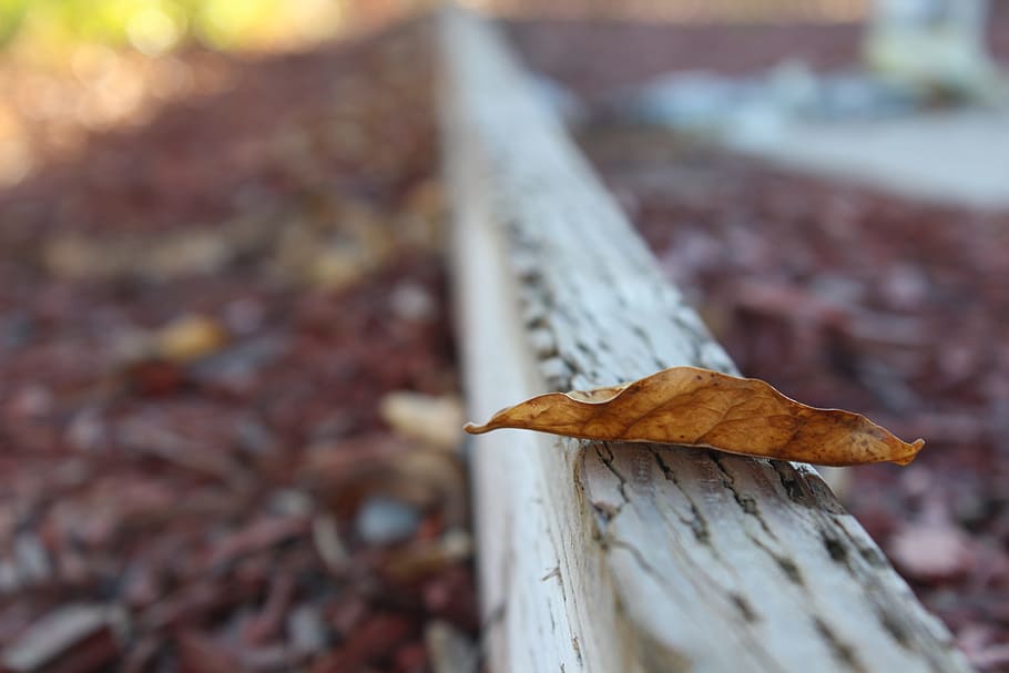Selective Photo of Dried Leaf, blur, close-up, daylight, environment HD wallpaper