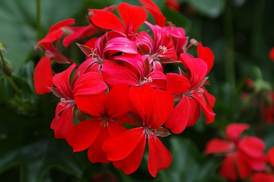 Red geranium 1080P, 2K, 4K, 5K HD wallpapers free download | Wallpaper