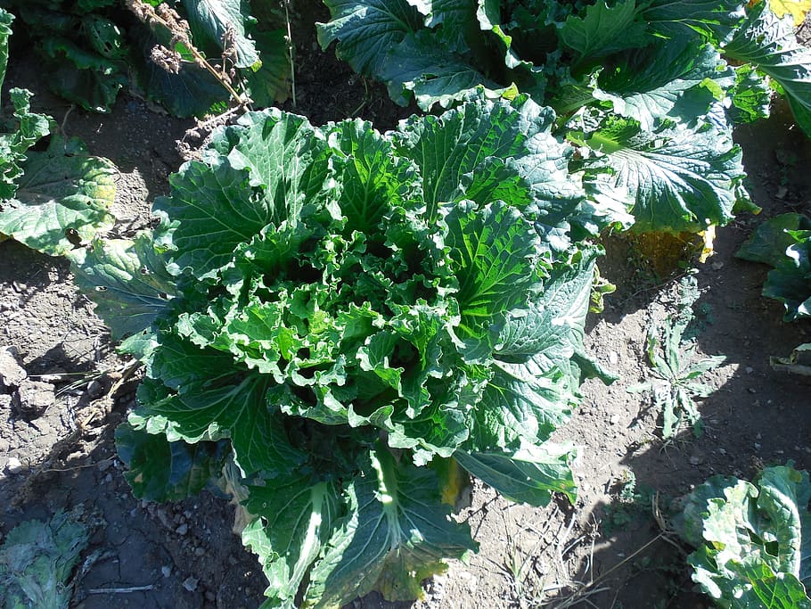Cabbage, Bok Choy, Vegetables, green, organic, farm, field HD wallpaper