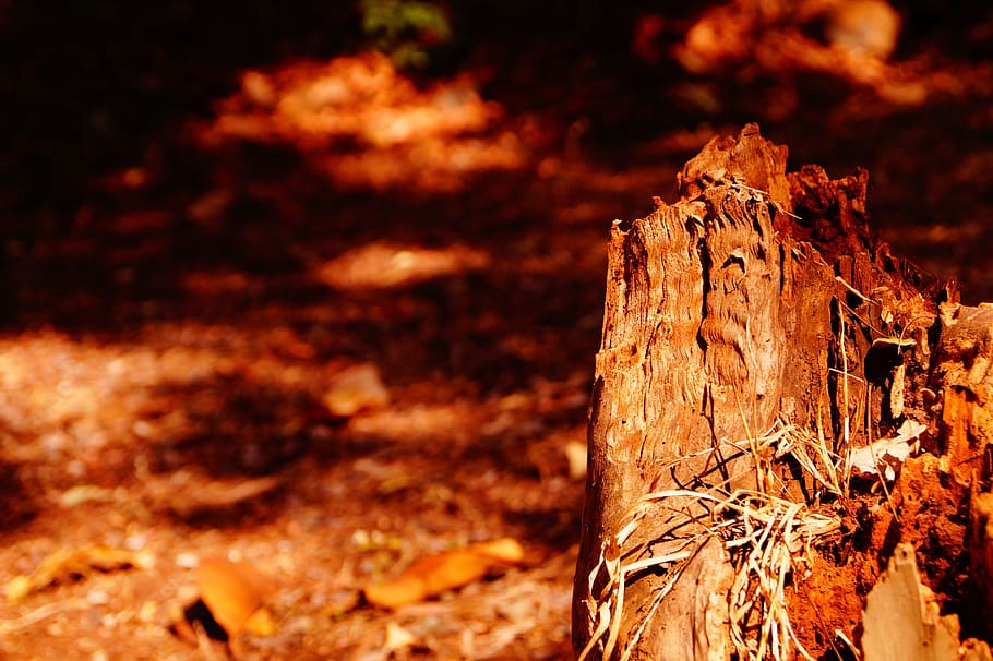 tree, creative, save trees, nature, deforestation, natural HD wallpaper