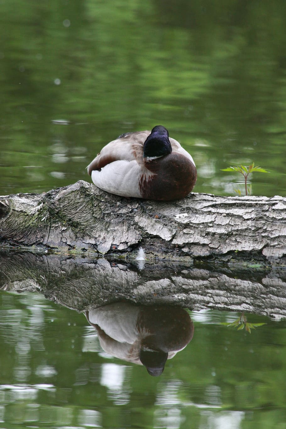 Duck, Water, Forest, Forest, Green, Green, Water, Water Bird HD wallpaper