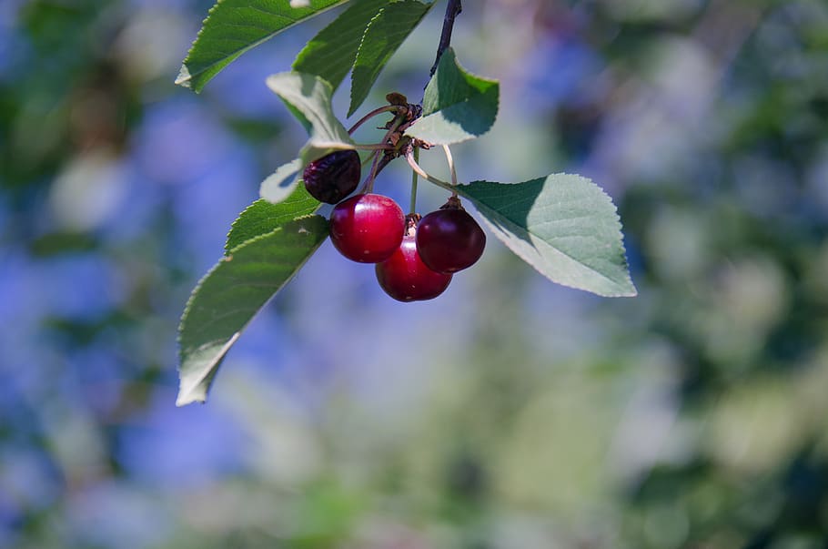 cherry, berry, tree, sheet, leaves, fruit, healthy eating, plant part HD wallpaper