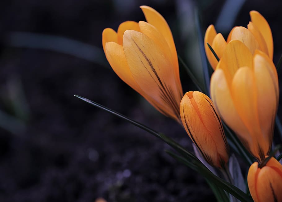 yellow petaled flowers, crocus, spring, spring flower, early bloomer HD wallpaper