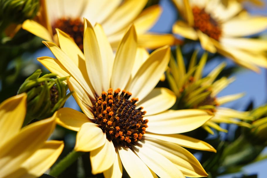 yellow daisies during day time, flower, spring, sun, flowering plant HD wallpaper