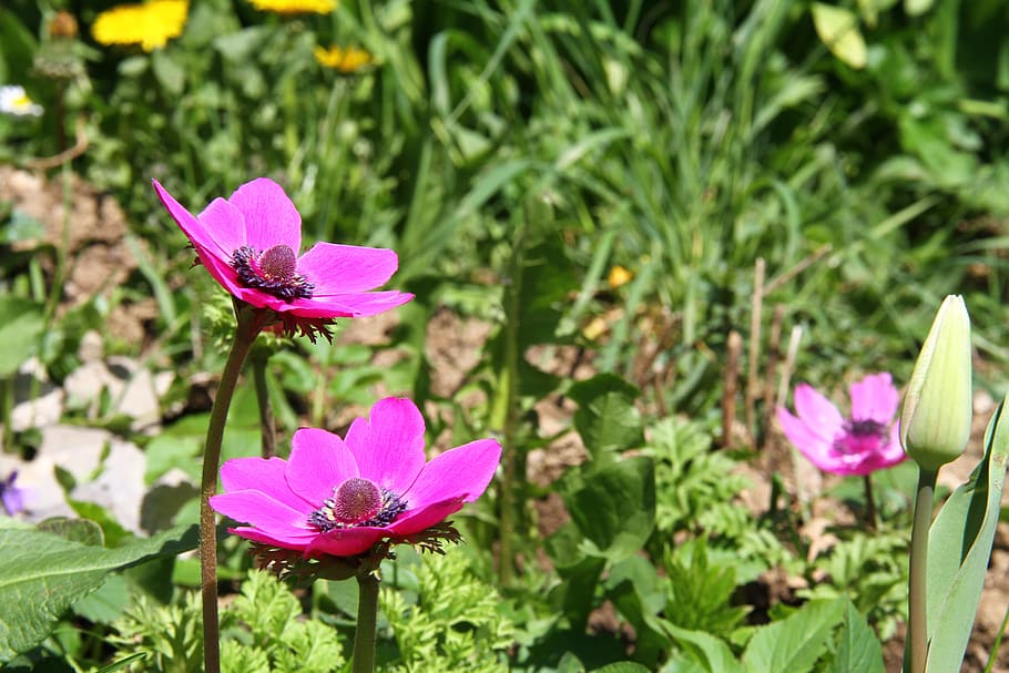 anemone, flowers, spring, flora, color fuchsia, flowering plant HD wallpaper