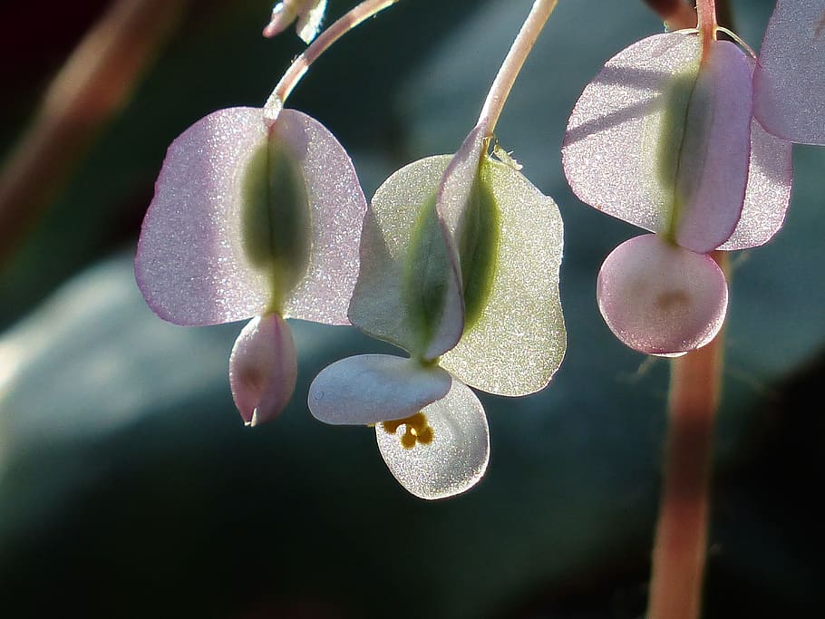 Blossom, Bloom, Begonia, White, back light, glazed includes, HD wallpaper