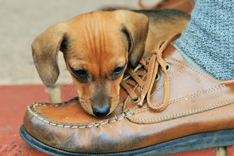 short-coated tan puppy near brown leather shoe, dog, pet, canine, HD wallpaper