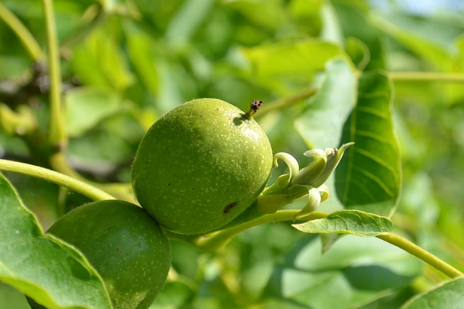 walnut, foliage, tree, nature, green color, fruit, leaf, plant part HD wallpaper