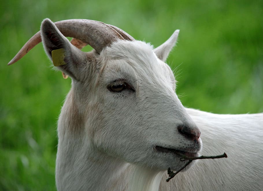 HD wallpaper: Goat, Chew, Horns, Ruminant, paarhufer, domestic goat ...