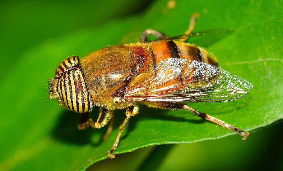 yellow horsefly perching on green leaf, insects, diptera, eristalinus, HD wallpaper