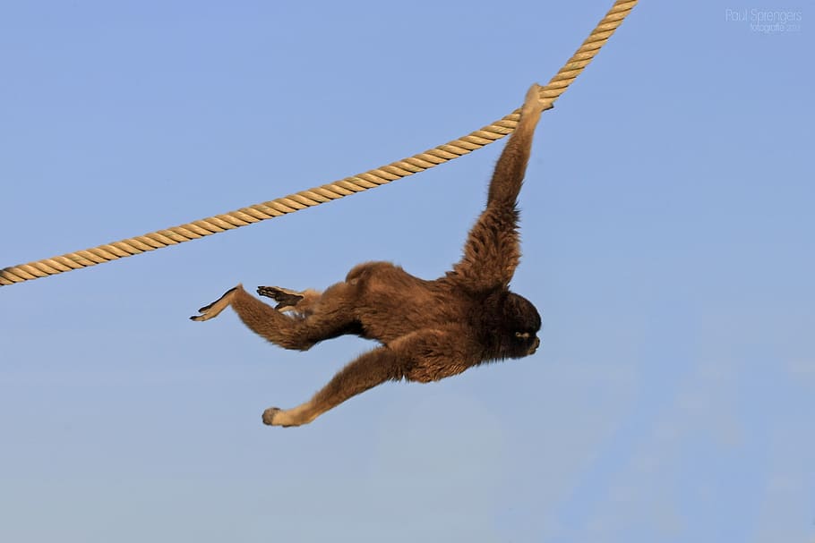 berber monkey, monkeys, zoo, animal, sky, animal themes, animal wildlife HD wallpaper