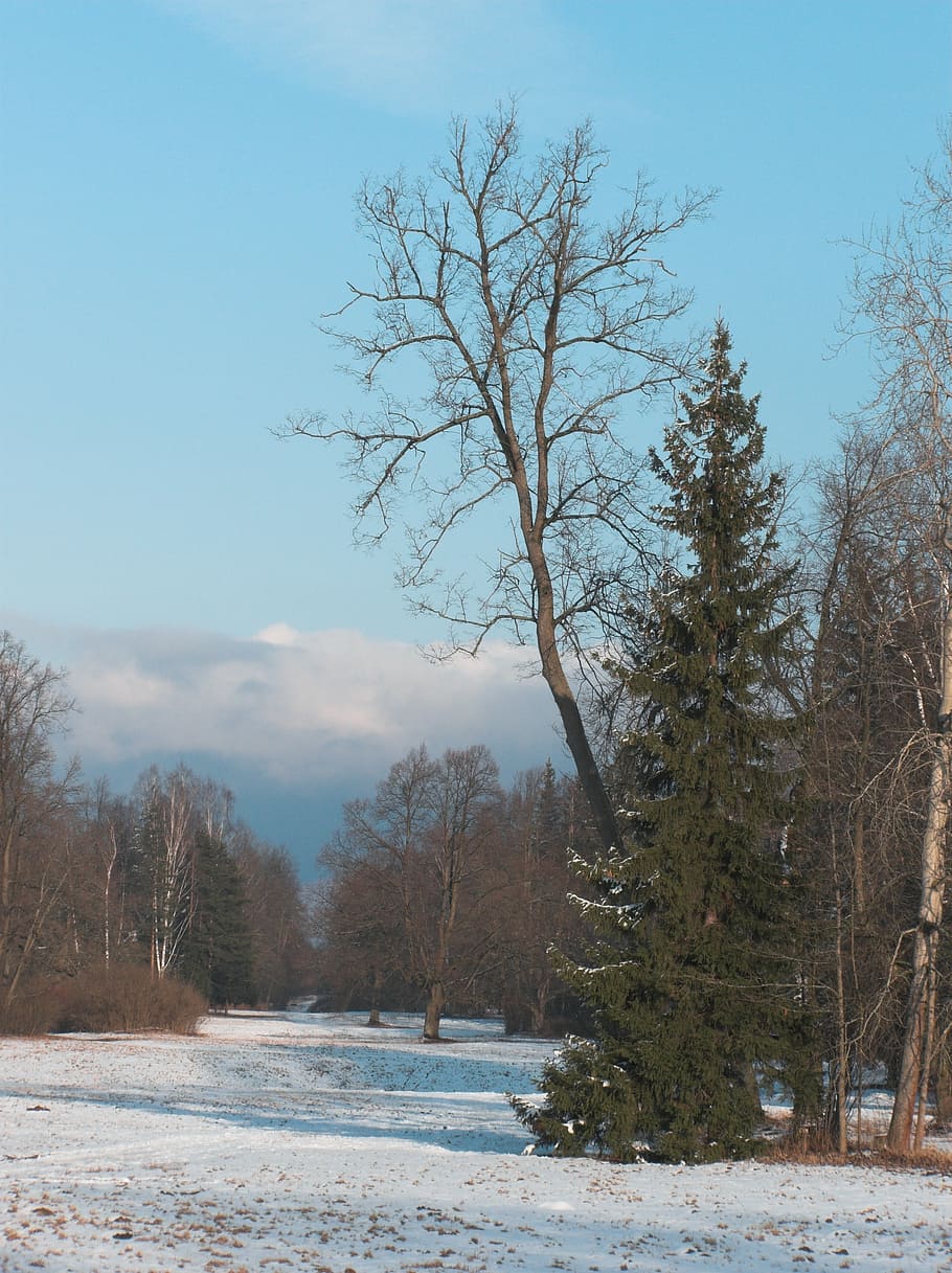 sky, park, trees, spring, snow, clouds, plant, cold temperature HD wallpaper