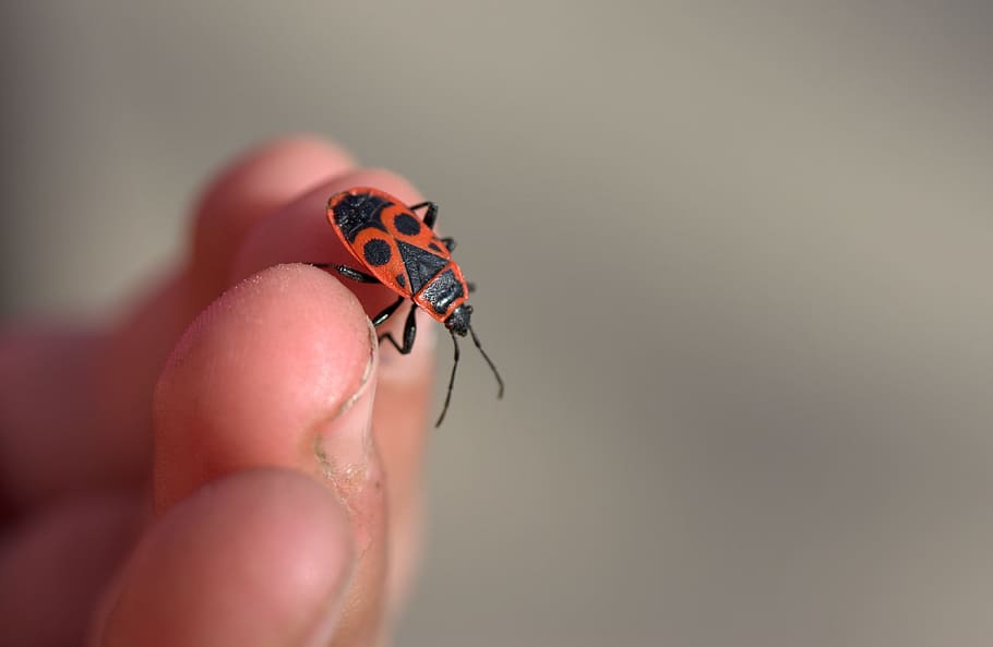insecta, hand, fingers, play, human body part, human hand, invertebrate HD wallpaper