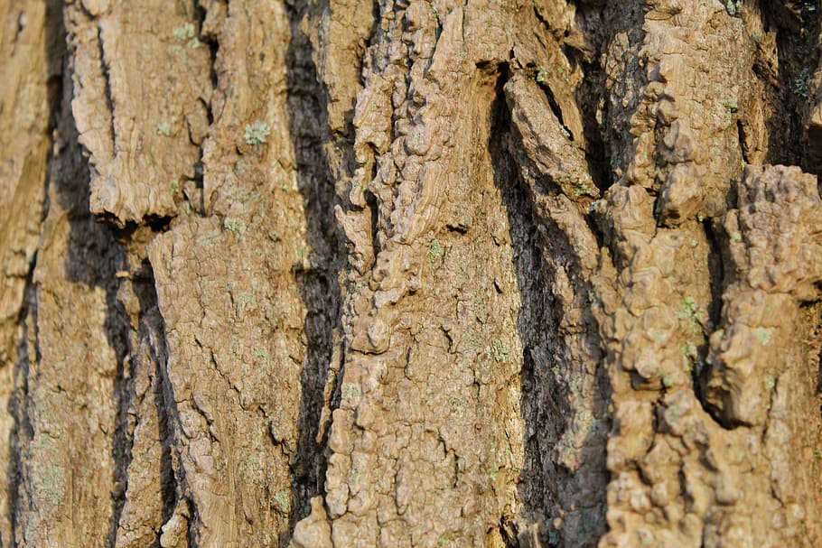 bark, tree, log, tribe, structure, nature, wood, tree trunk HD wallpaper