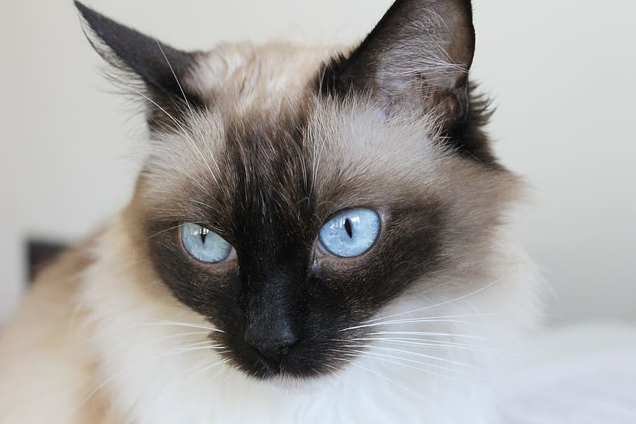 Cat, Pet, domestic cat, pets, feline, domestic animals, looking at camera HD wallpaper