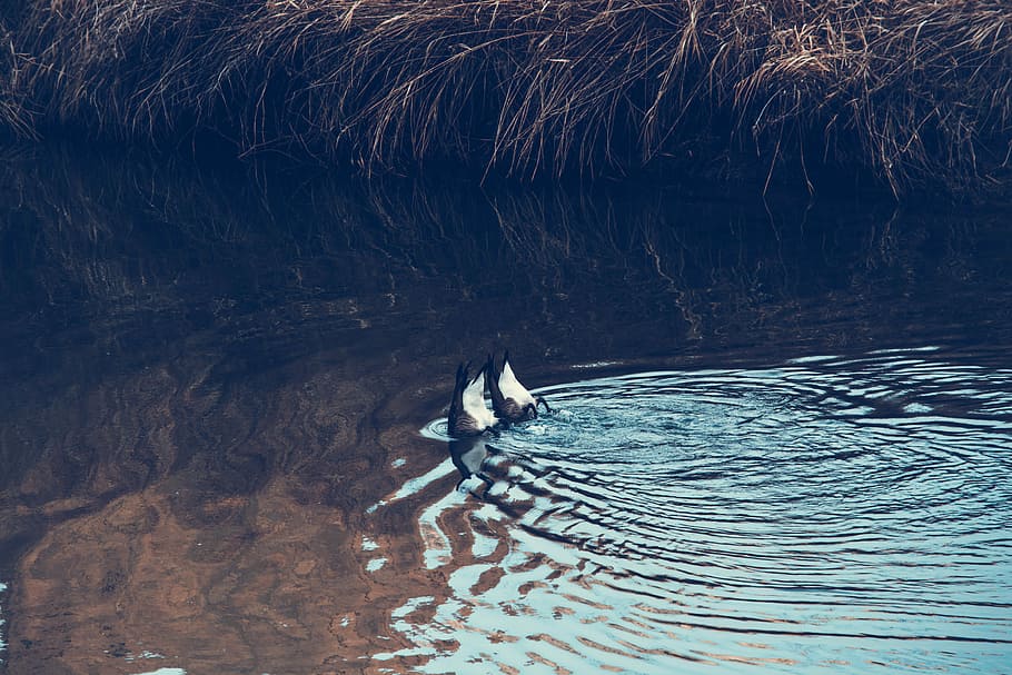 two white-and-black ducks on body of water photo during daytime HD wallpaper